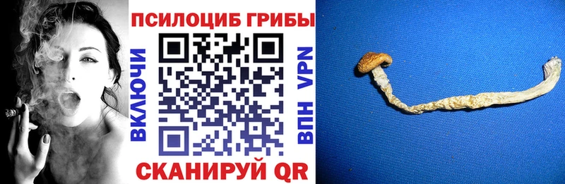 Купить закладки Черемхово Галлюциногенные грибы Cubensis